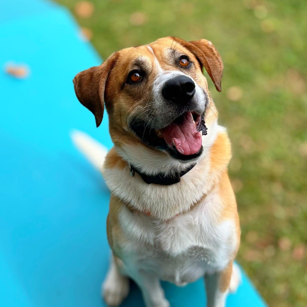 Photo of Jimmy Steve, adoptable Mixed Breed (Large) in Nashville, Indiana