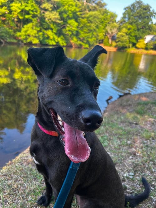 Photo of Seppia, adoptable Labrador Retriever in Holly Springs, North Carolina
