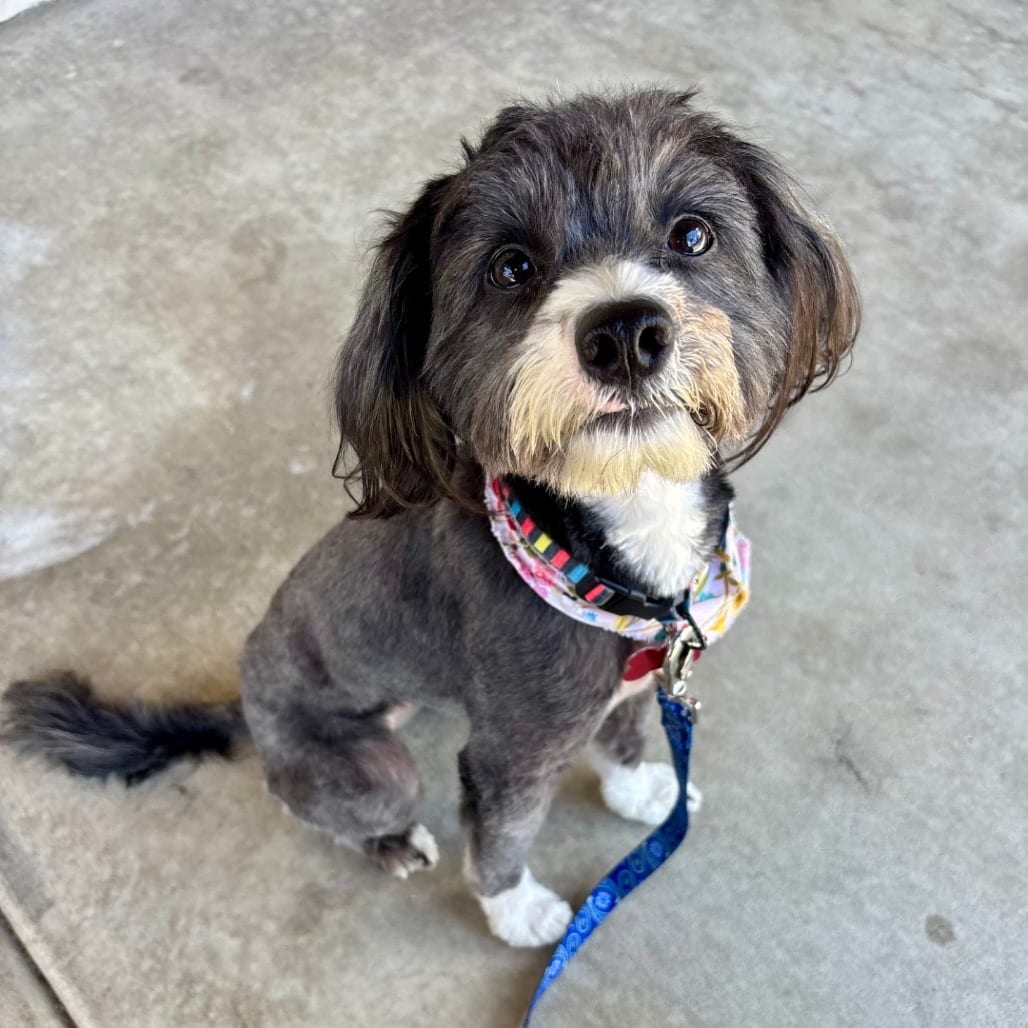 Photo of Dolly Parton, adoptable Terrier / Poodle, Miniature in Oceanside, California