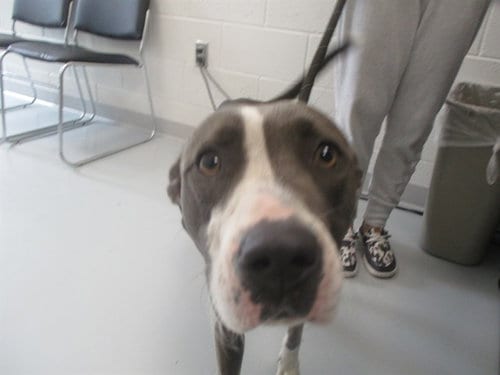 Photo of Rowena, adoptable Staffordshire Bull Terrier in Ocala, Florida