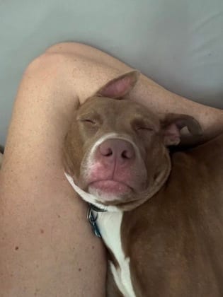 Photo of Cinderella, adoptable dog in Chamblee, Georgia