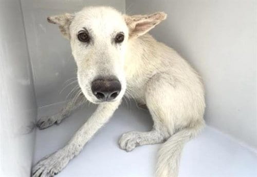 Photo of Frosty, adoptable Labrador Retriever in Houston, Texas