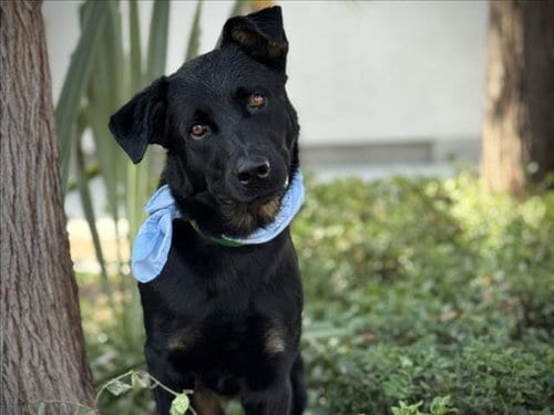 Photo of Enzo, adoptable German Shepherd Dog in San Pedro, California