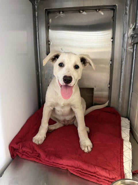 Photo of Chance, adoptable Anatolian Shepherd in San Jose, California