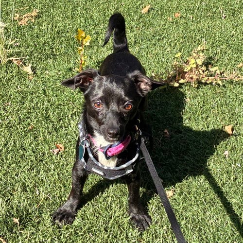 Photo of Itsy (bonded with Bitsy 83571), adoptable Chihuahua in Oakland, California