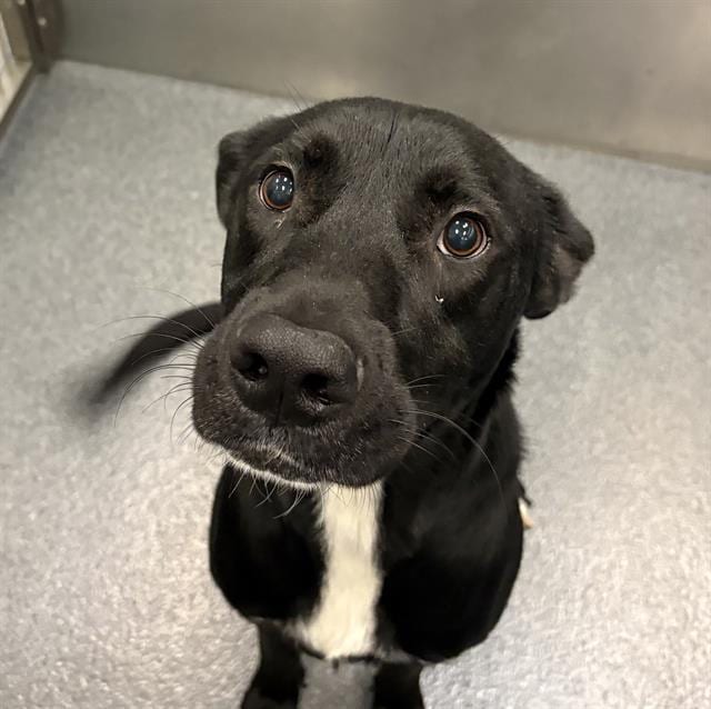 Photo of Roman, adoptable Mixed Breed