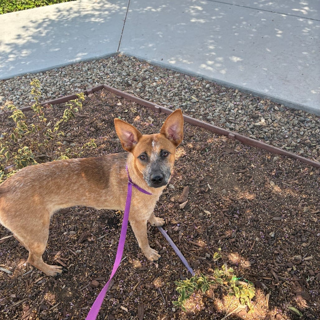 Photo of Rosie the Riveter, adoptable Cattle Dog, Australian (Red Heeler) / Mixed Breed (Medium) in Oceanside, California