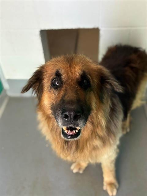 Photo of Yosmite Sam, adoptable German Shepherd Dog in Visalia, California