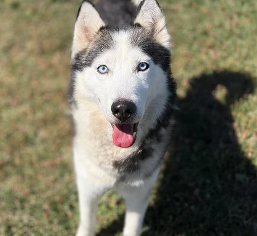 Photo of Mario, adoptable Siberian Husky in Fairfield, California