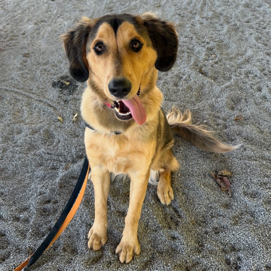 Photo of Ace, adoptable Shepherd / Mixed Breed (Medium) in Staunton, Virginia