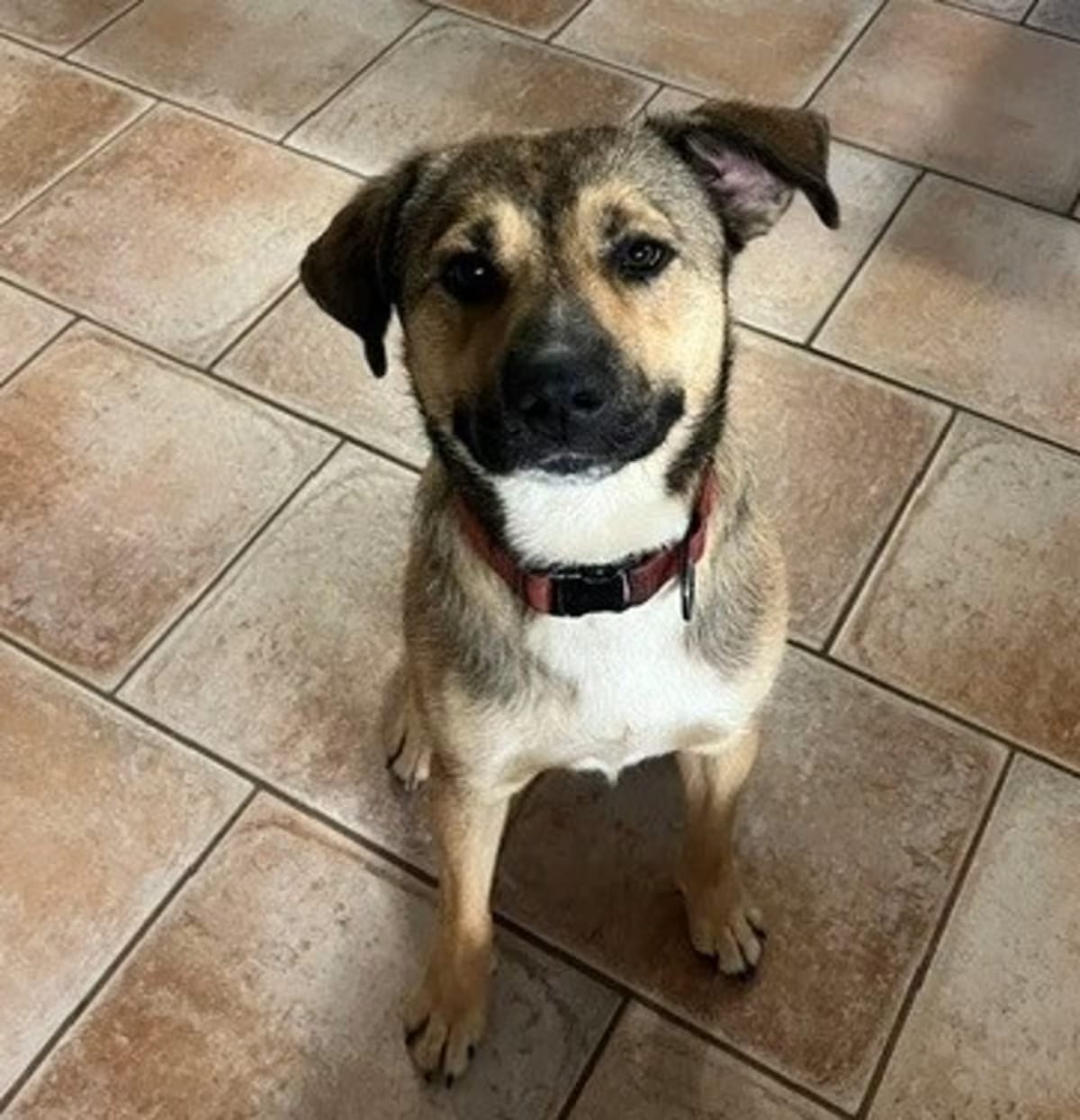 Photo of Graham, adoptable German Shepherd Dog Golden Retriever in Irmo, South Carolina