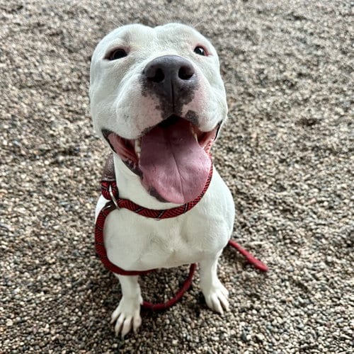 Photo of Tonka, adoptable American Pit Bull Terrier in Mesa, Arizona