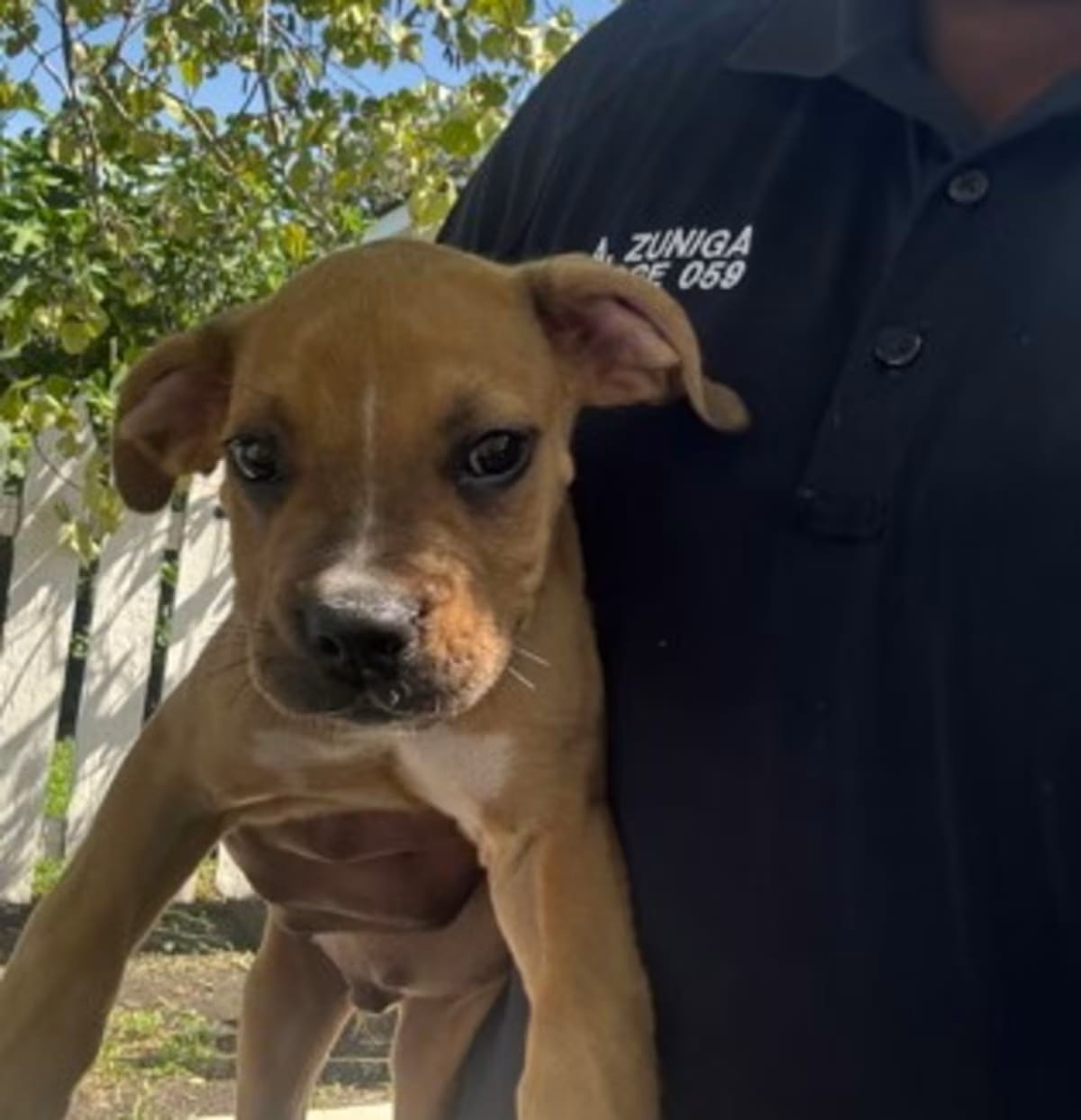 Photo of King, adoptable American Pit Bull Terrier in New Orleans, Louisiana