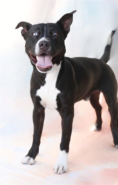 Photo of Cheech, adoptable German Shepherd Dog in Baldwin Park, California
