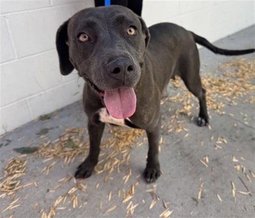 Photo of Brownie, adoptable Pit Bull Terrier in San Bernardino, California