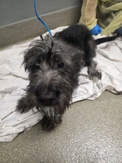 Photo of Cherry, adoptable Miniature Schnauzer in Las Vegas, Nevada