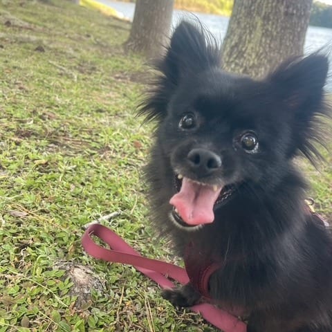 Photo of Skittles, adoptable Mixed Breed (Small) in Gainesville, Florida