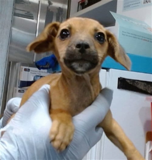 Photo of June, adoptable Chihuahua in San Bernardino, California