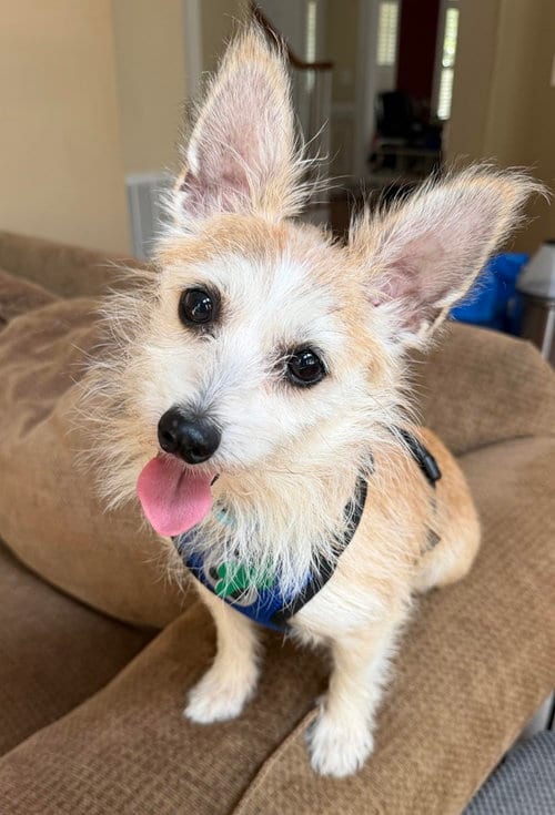 Photo of Maddox, adoptable Cairn Terrier in Charlotte, North Carolina