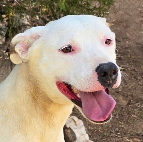 Photo of Tender Ms Tacoma ~ Amiable Amstaff, adoptable American Staffordshire Terrier in Albuquerque, New Mexico