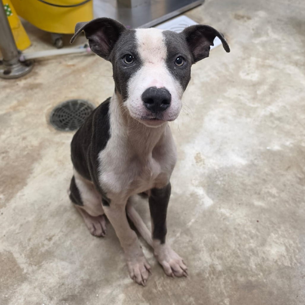 Photo of Quail - 082504U, adoptable Terrier / Mix in Tupelo, Mississippi