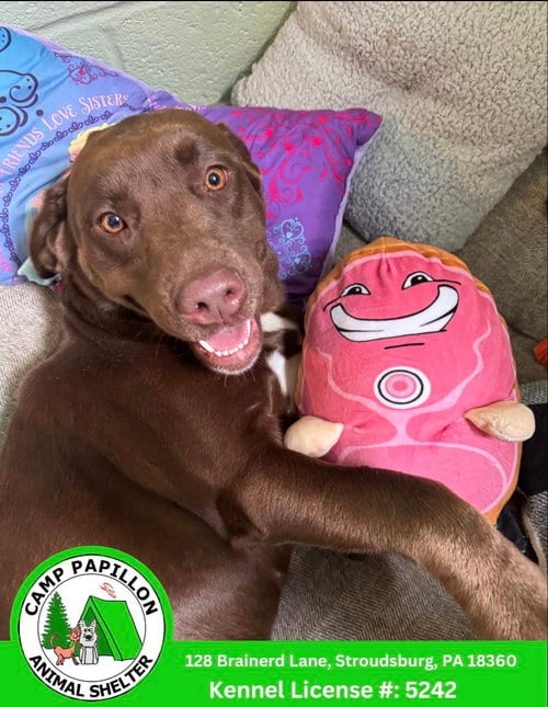Photo of Shantell, adoptable Labrador Retriever in Stroudsburg, Pennsylvania