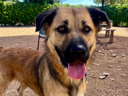 Photo of Milo, adoptable dog in Georgetown, Texas