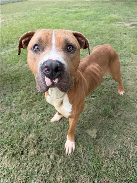 Photo of Thor, adoptable Pit Bull Terrier in Conroe, Texas