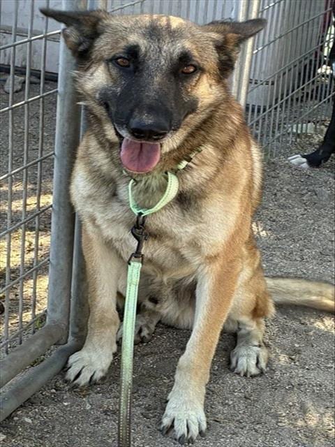 Photo of Senior Shepherd mix, adoptable Shepherd mix in Devore, California