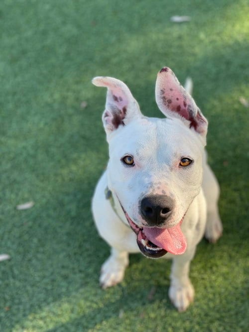 Photo of Daisy, adoptable American Staffordshire Terrier in Berkeley, California