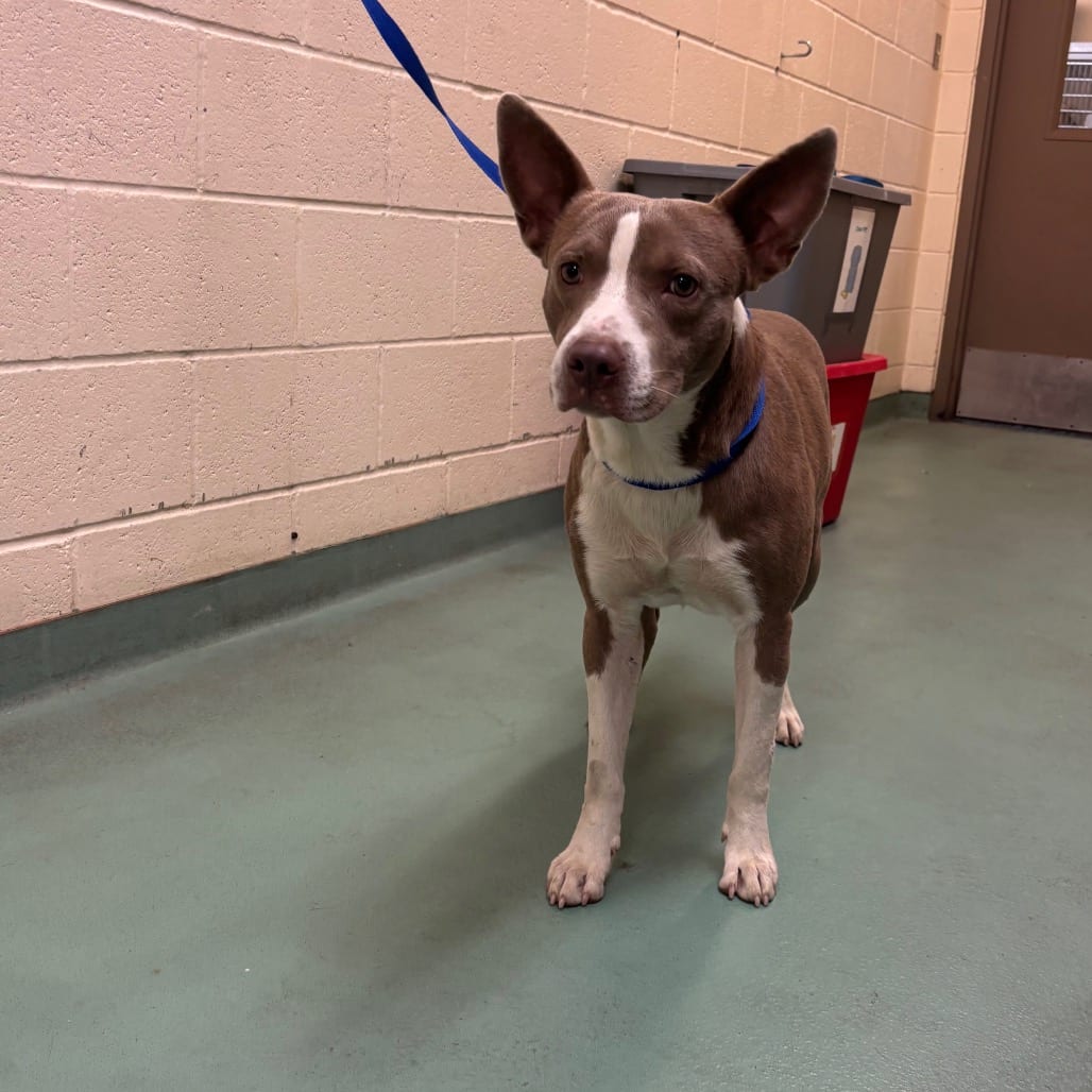 Photo of Lottery Ticket, adoptable dog