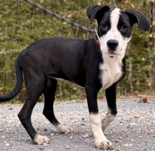 Photo of Piper, adoptable Pit Bull Terrier in Waverly, Tennessee