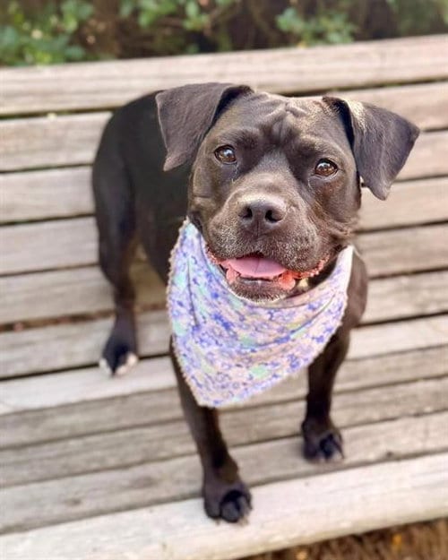 Photo of Audrey, adoptable Staffordshire Bull Terrier in Brewster, Massachusetts