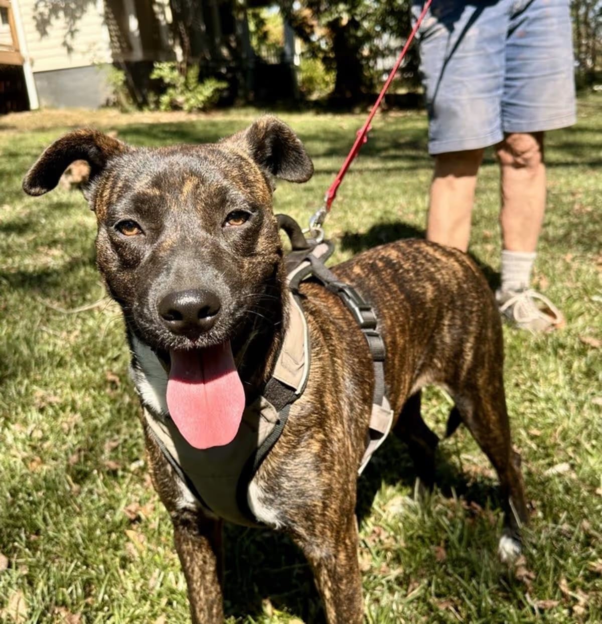 Photo of Jewels, adoptable Cattle Dog in Jackson, Georgia