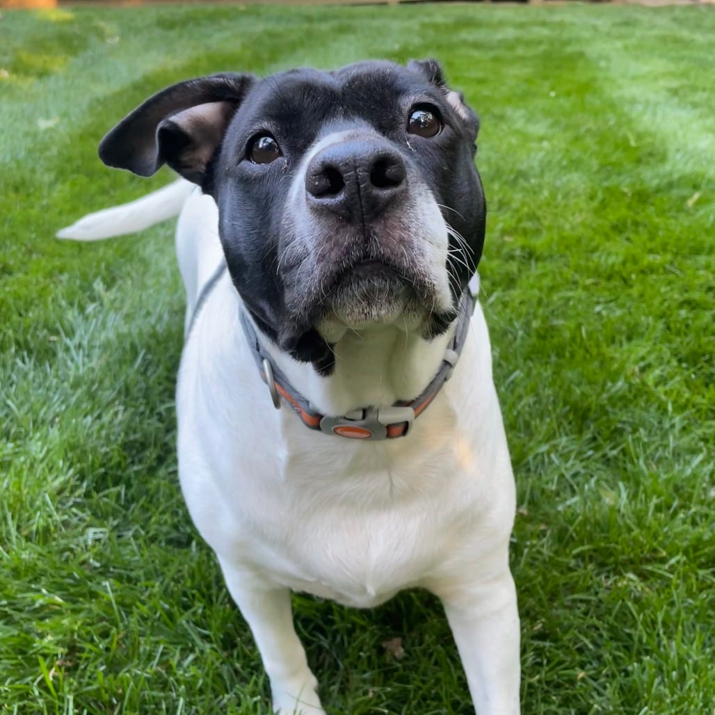 Photo of Beatrice, adoptable Mixed Breed (Medium) in Winston-Salem, North Carolina