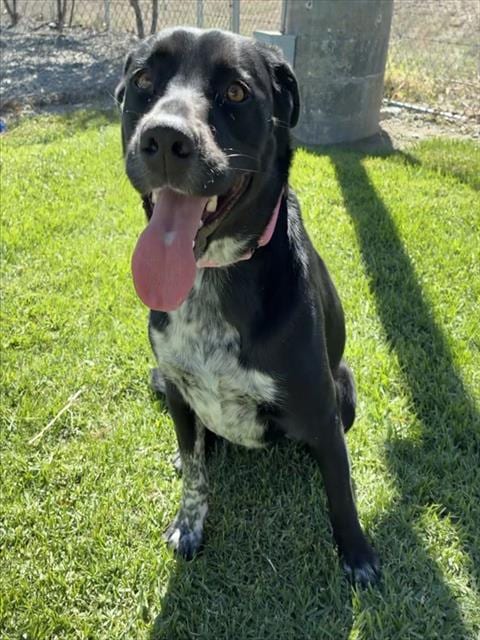 Photo of Senior Labrador Retriever and Australian Cattle Dog, adoptable Labrador Retriever and Australian Cattle Dog in Devore, California