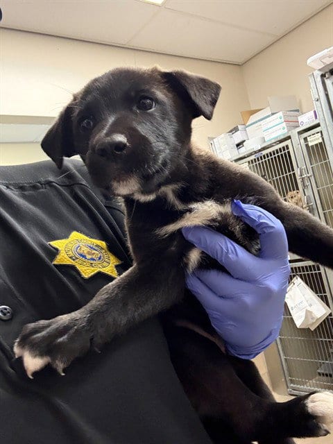Photo of Andy, adoptable German Shepherd Dog in Sacramento, California