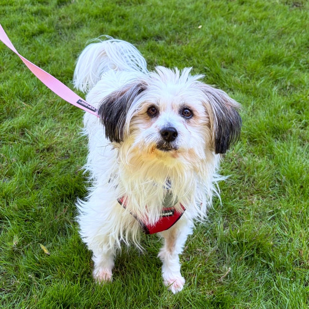 Photo of Moon Pie, adoptable Shih Tzu / Mix in Woodinville, Washington