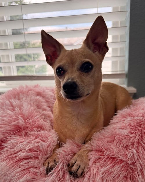 Photo of Judy #1, adoptable Chihuahua in Aurora, Colorado