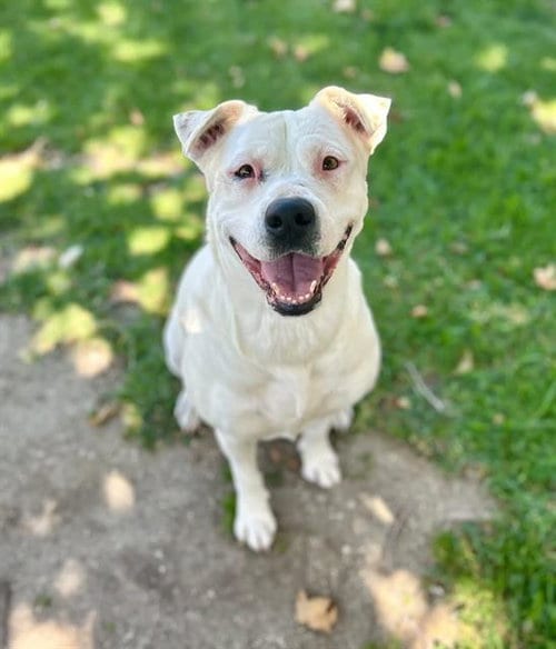 Photo of Lily, adoptable Pit Bull Terrier in Riverside, California