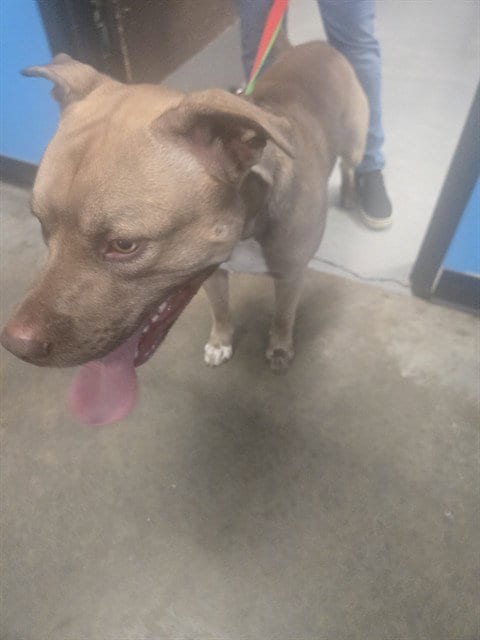Photo of Rocky, adoptable Pit Bull Terrier in Bakersfield, California