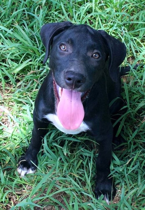 Photo of Yukon, adoptable Labrador Retriever in FRAMINGHAM, Massachusetts