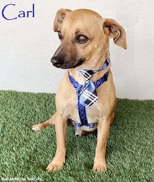 Photo of Carl, adoptable Chihuahua in San Diego, California