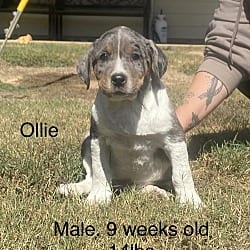Photo of Ollie, adoptable Boxer Labrador Retriever in Norfolk, Massachusetts