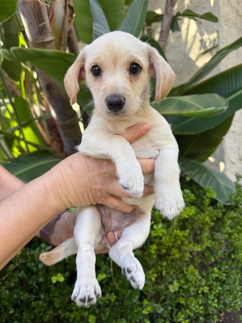 Photo of Chai, adoptable Chihuahua in Eugene, Oregon