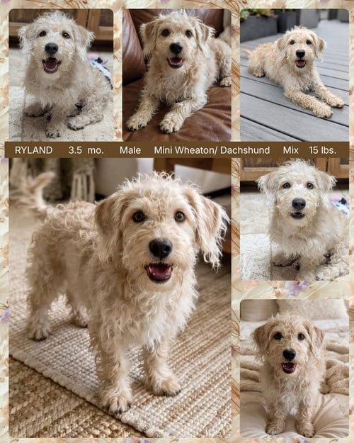 Photo of Ryland, adoptable Wheaten Terrier in Mesa, Arizona