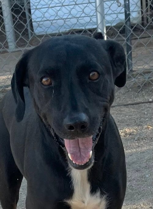 Photo of Rocky, adoptable Labrador Retriever in Lancaster, California