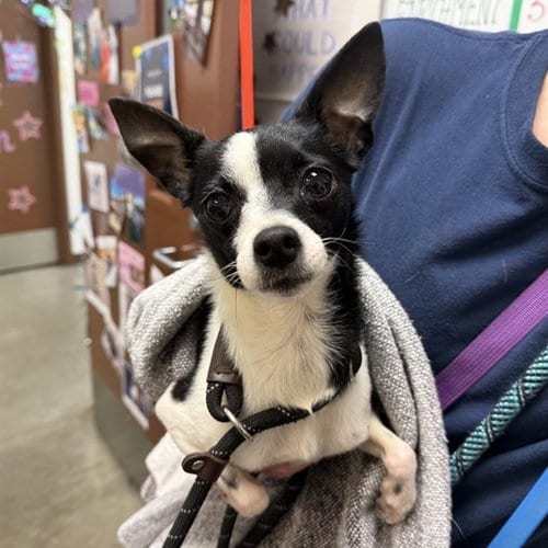 Photo of Foxy, adoptable Chihuahua in Phoenix, Arizona