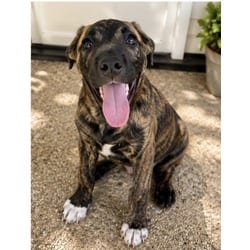 Photo of Scalloped, adoptable German Shepherd Dog Australian Shepherd in Jurupa Valley, California