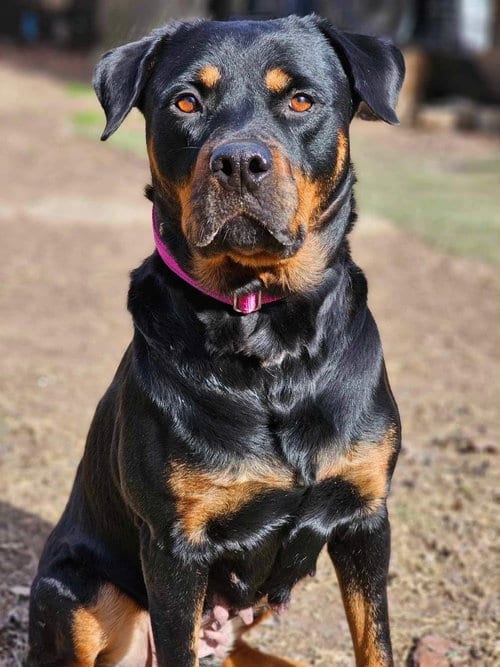Photo of Abby, adoptable Rottweiler in Cary, North Carolina